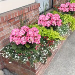 Lot de 6 Bouquets à Planter – Image 2